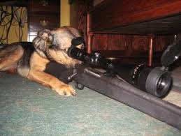 guard dog2