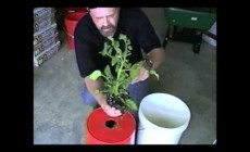 The Best 14 Survival Foods To Grow After SHTF