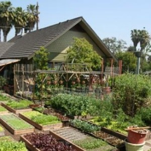 homesteading