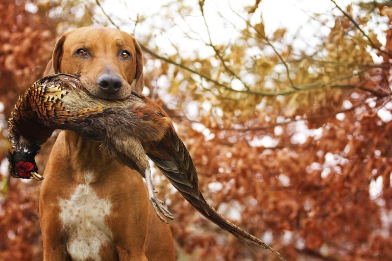 Training your hunting dog online