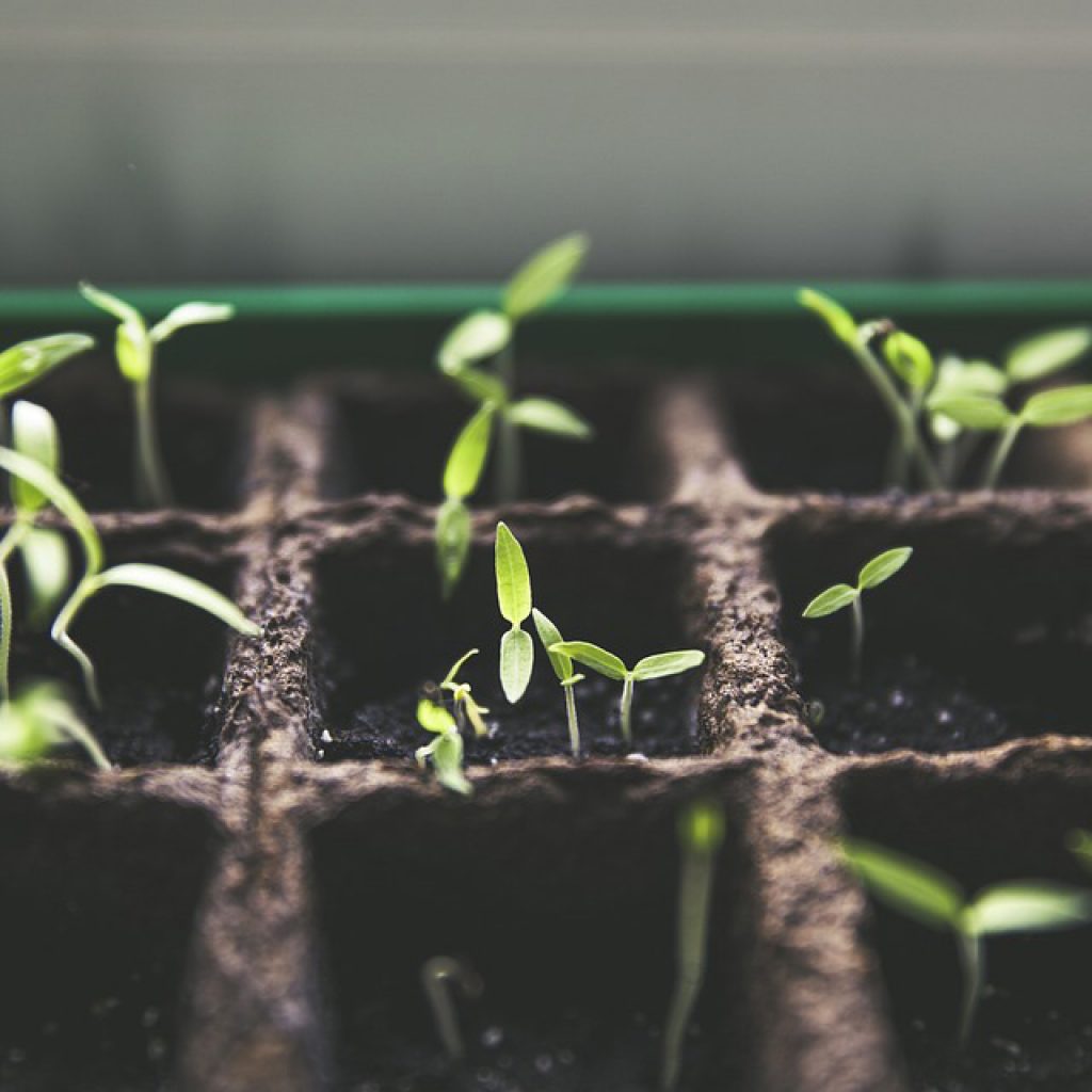 Home Garden