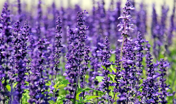 Lavander