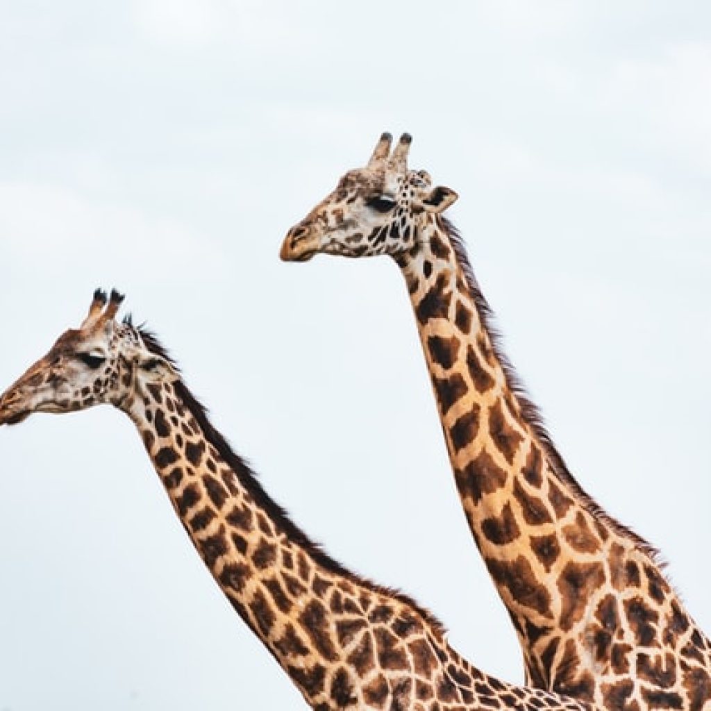 Giraffes 