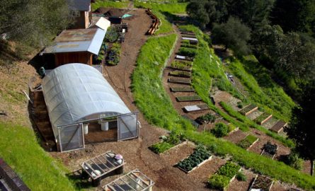 Rooted in Rich Soil: Embracing the Homesteading Life in Alabama