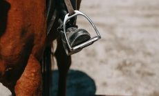 Tips And Tricks to Choose the Best Quality Horse Saddle Pads